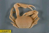 藏品(長手隆背蟹)的圖片